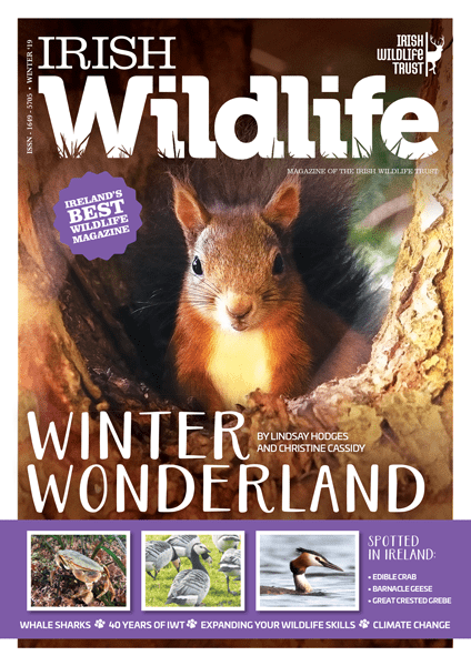 Irish Wildlife Winter 2019 Cover