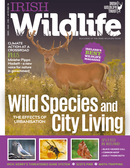 Irish Wildlife Autumn 2020 Cover