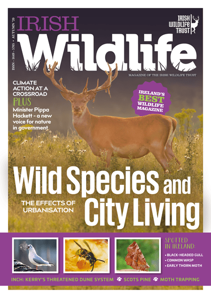 Irish Wildlife Autumn 2020 Cover