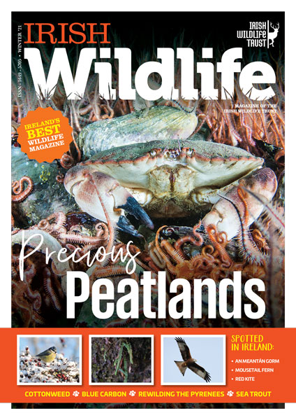 Irish Wildlife Trust Winter 2021 Cover