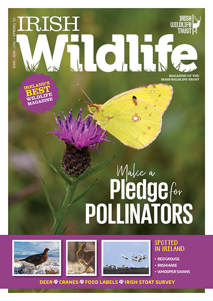 Irish Wildlife Trust Spring 2023 Cover