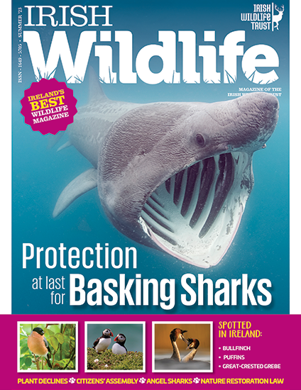 Irish Wildlife Trust Summer 2023 Cover