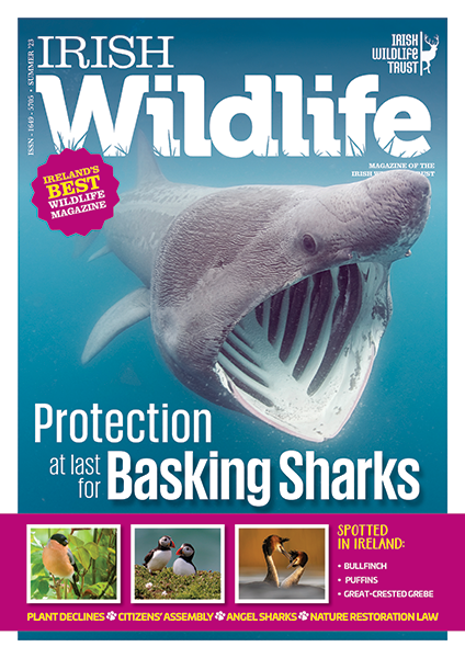 Irish Wildlife Trust Summer 2023 Cover